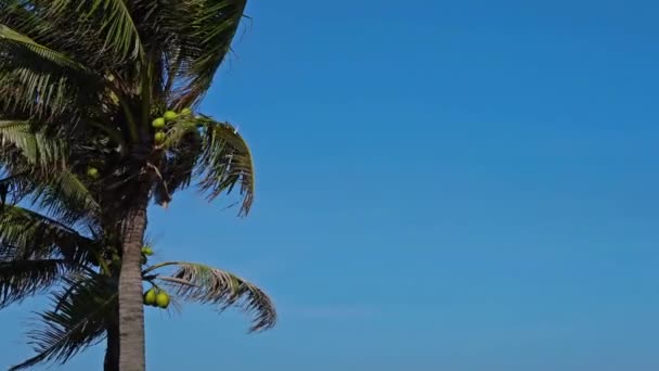 Riprese Panoramiche Ravvicinate Palme Cocco Sull Isola Tropicale — Video Stock