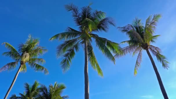 scenic close-up footage of coconut palms on tropical island