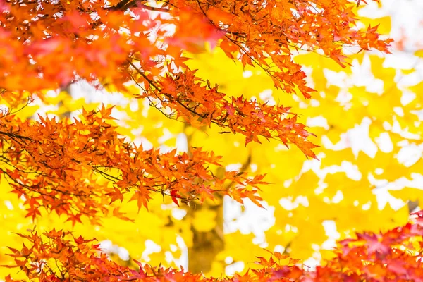 Bela folha de bordo vermelho e verde na árvore — Fotografia de Stock
