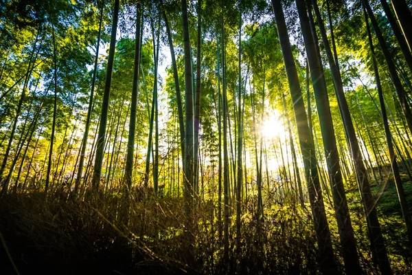 Bela paisagem de bosque de bambu na floresta em Arashiyama — Fotografia de Stock