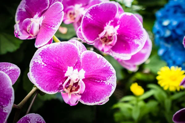 Colorful flower in the garden — Stock Photo, Image