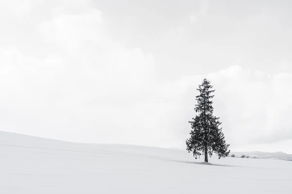 Bela paisagem da natureza ao ar livre com árvore de christmass sozinho em — Fotografia de Stock