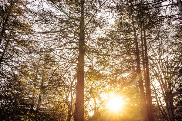 木と太陽の光と森の美しい風景 — ストック写真