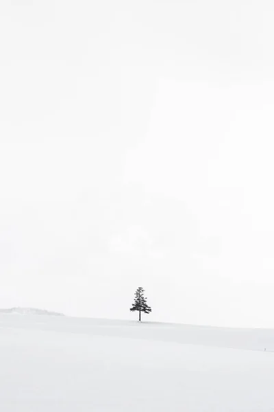 Piękny odkryty Natura Krajobraz z choinki w zimie — Zdjęcie stockowe