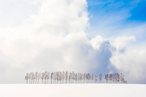 Vackra utomhus natur landskap med trädgren i grupp — Stockfoto