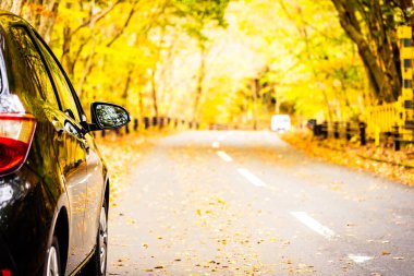 Sonbahar ormandaki yolda araba