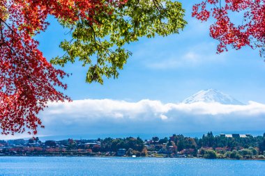 Dağ fuji ile akçaağaç yaprağı ağacın etrafında güzel manzara