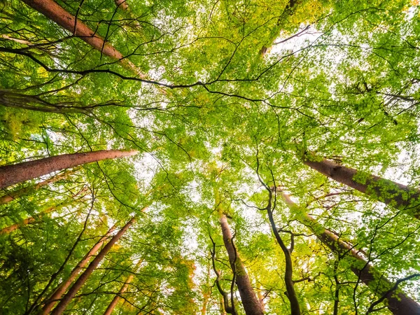 Krásná krajina velký strom v lese s nízkou angel vie — Stock fotografie