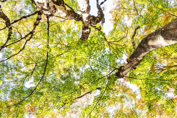 Hermoso árbol de hoja de arce en temporada de otoño — Foto de Stock