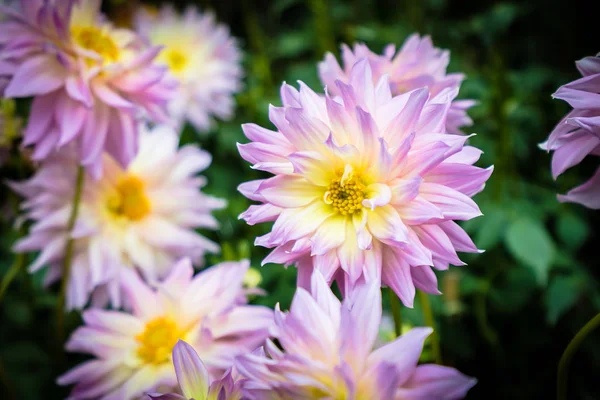 Färgglada blomma i trädgården — Stockfoto