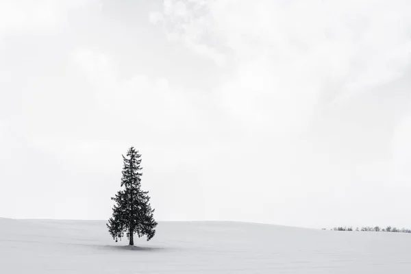 Hermoso paisaje de naturaleza al aire libre con solo árbol de Navidad en — Foto de Stock