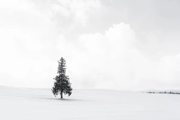 Hermoso paisaje de naturaleza al aire libre con solo árbol de Navidad en — Foto de Stock