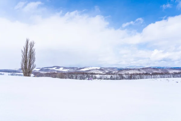 Beautiful outdoor nature landscape with tree of ken and mary in — Stock Photo, Image