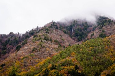 Bir ağaç dağ sonbahar sezonu etrafında renkli yaprak ile çok güzel manzara