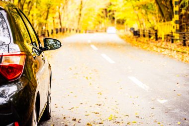 Sonbahar sezonu ağaç ormanı etrafında yolda araba