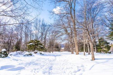Kar kış sezonu için seyahat Hokkaido Japonya ağacında ile güzel manzara