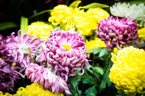Vacker Färgglad Blomma Trädgården — Stockfoto