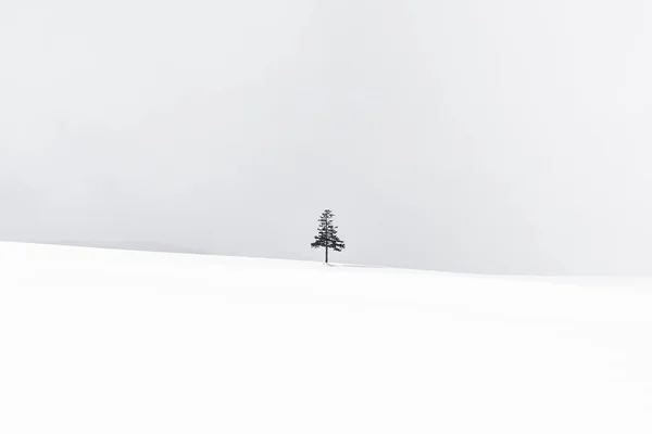 美丽的户外自然景观和圣诞树在冬季雪季与复制空间 — 图库照片