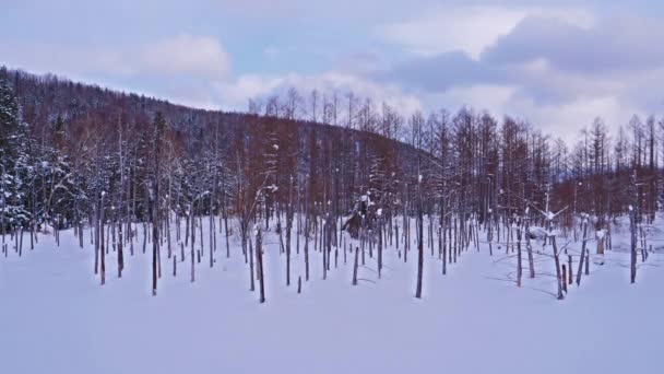 Schilderachtige Beelden Van Het Prachtige Winter Landschap — Stockvideo