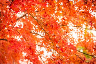Güzel kırmızı ve yeşil akçaağaç yaprağı ağaç sonbahar sezonu