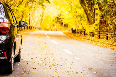 Sonbahar sezonu ağaç ormanı etrafında yolda araba