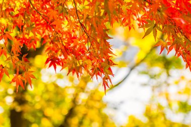 Sonbahar sezonu ağacın güzel kırmızı ve yeşil akçaağaç yaprağı