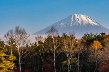 Güzel manzara dağ fuji göl sonbahar sezonu Yamanashi Japonya akçaağaç ağaç yaprak ile