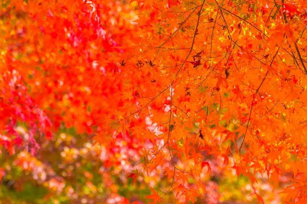 Schönes Rotes Und Grünes Ahornblatt Baum Herbst — Stockfoto