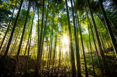 Bambu Grove Arashiyama Kyoto Japonya ormandaki güzel manzara