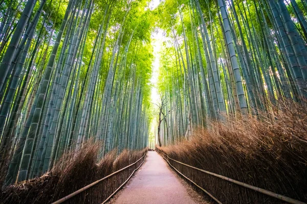 Prachtige Landschap Van Bamboebos Het Bos Shee Kyoto Japan — Stockfoto