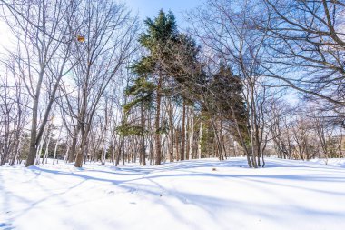 Kar kış sezonu için seyahat Hokkaido Japonya ağacında ile güzel manzara