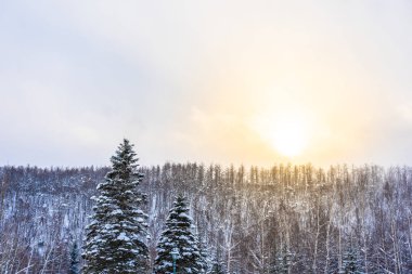 Güzel açık doğa manzara ile kar kış sezonu Hokkaido Japonya ağacında