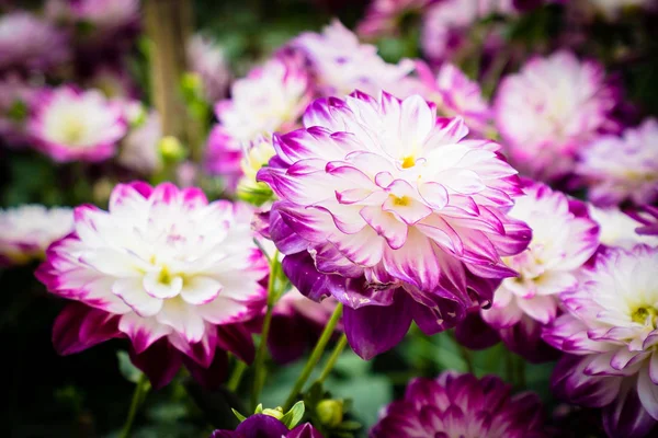 Vacker Färgglad Blomma Trädgården — Stockfoto