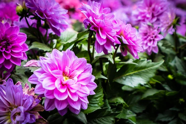 Hermosa Flor Colorida Jardín — Foto de Stock