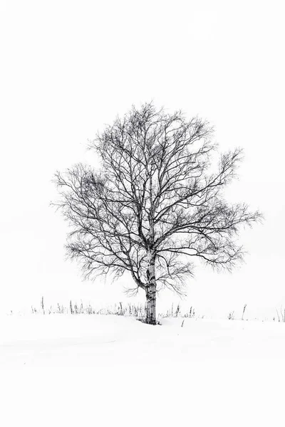 Bela Paisagem Livre Com Árvore Solitária Temporada Inverno Neve — Fotografia de Stock