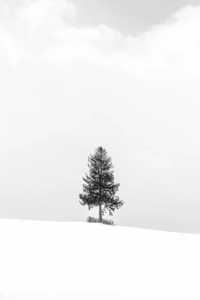 Schöne Outdoor Landschaft Mit Einsamen Weihnachtsbaum Schnee Wintersaison Verarbeitung Schwarz — Stockfoto