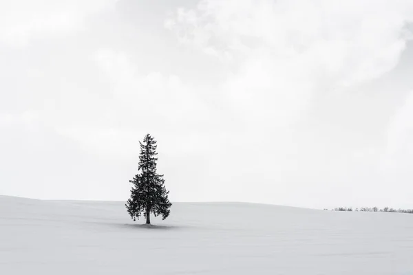 Beautiful Outdoor Nature Landscape Alone Christmass Tree Snow Winter Weather — Stock Photo, Image