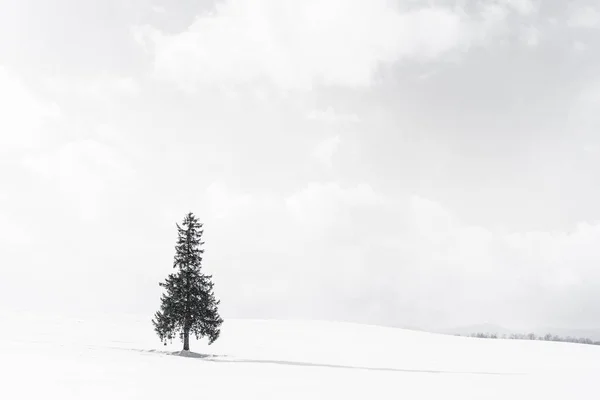 美丽的户外自然景观与单独的洗礼树在雪冬天天气季节与天空和云彩 — 图库照片