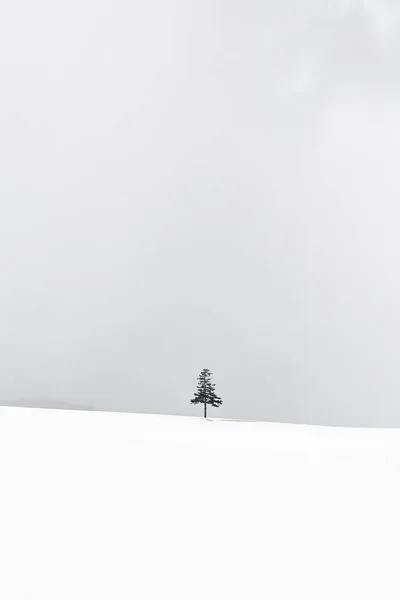Beautiful Outdoor Nature Landscape Christmas Tree Winter Snow Season Copy — Stock Photo, Image
