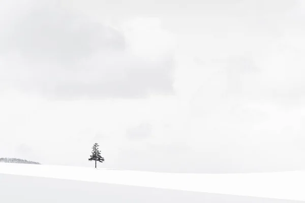 Hermoso Paisaje Naturaleza Aire Libre Árbol Navidad Temporada Nieve Invierno — Foto de Stock