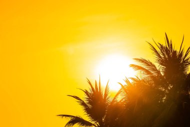 Güzel açık doğa gökyüzü ve gün batımı veya seyahat ve tatil için Hindistan cevizi hurma ağacı etrafında gündoğumu ile