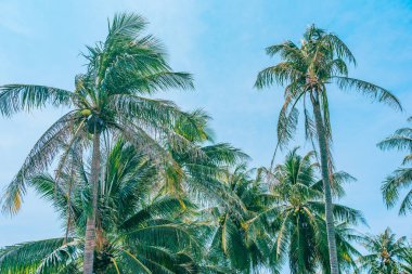 Hindistan cevizi palmiye ağacı ve mavi gökyüzü arka plan üzerinde yaprak ile güzel açık doğa