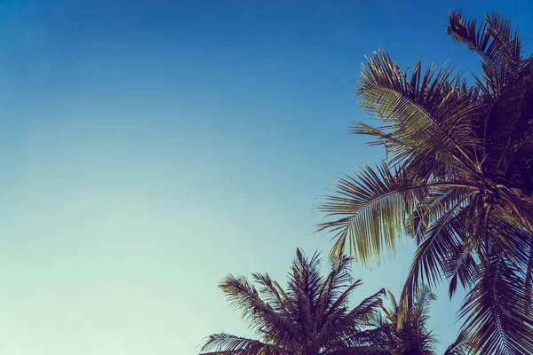 Bajo Ángulo Hermosa Palmera Coco Con Fondo Cielo Azul Espacio —  Fotos de Stock