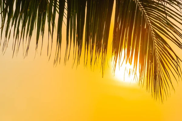 Bella Natura All Aperto Con Foglia Cocco Con Alba Tramonto — Foto Stock