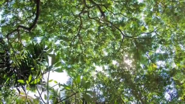 Schilderachtige Close Beelden Van Prachtige Groene Bomen Takken — Stockvideo