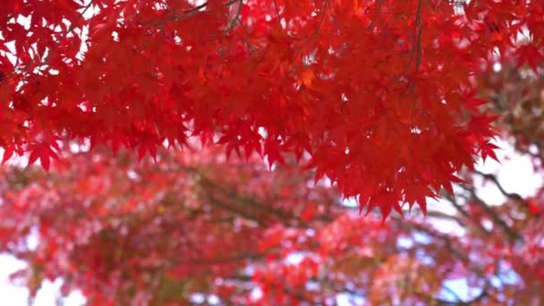 Bulanık Arka Plan Üzerinde Güzel Ağaç Dalları Yakın Çekim Görüntüleri — Stok video