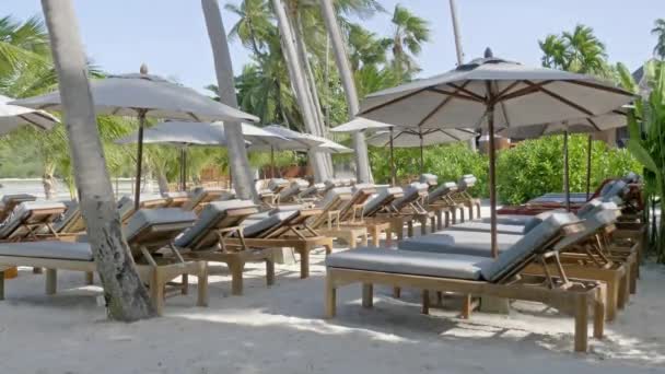 阳光充足的海滩上美丽的棕榈树和日光浴床 — 图库视频影像