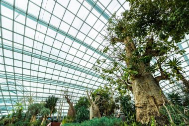Çiçek kubbe Bahçe ve sera orman landmark Singapur City seyahat için bina güzel mimari