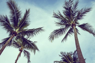 Mavi gökyüzü arka plan üzerinde hindistan cevizi palmiye ağacı yaprağı ile güzel açık tropikal doğa