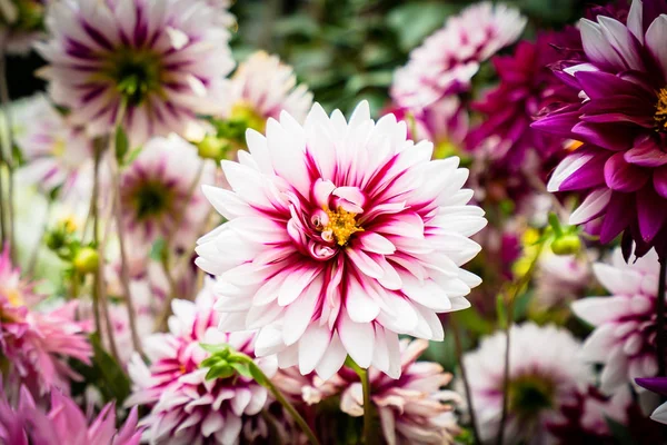 Bellissimo Fiore Colorato Giardino — Foto Stock